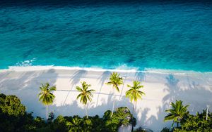 Preview wallpaper beach, sea, palm trees, aerial view