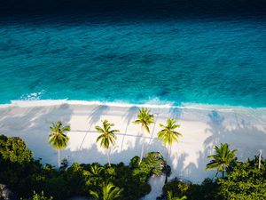 Preview wallpaper beach, sea, palm trees, aerial view