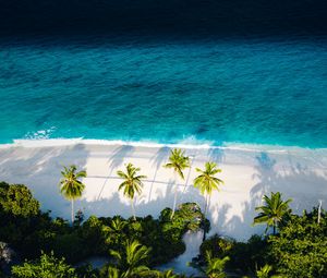 Preview wallpaper beach, sea, palm trees, aerial view