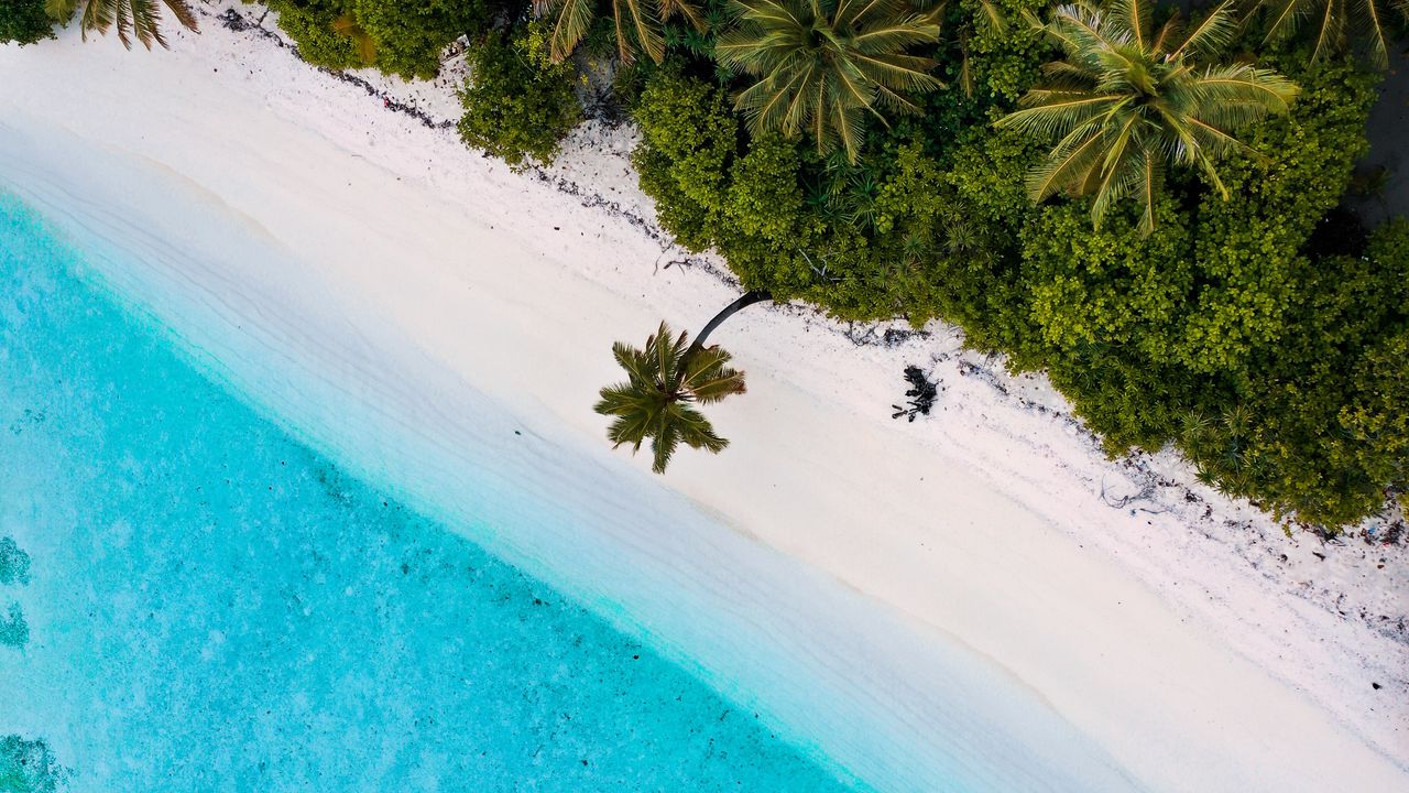 Wallpaper beach, sea, palm trees, tropics, summer