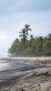Preview wallpaper beach, sea, palm trees, landscape