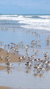 Preview wallpaper beach, sea, seagulls, birds, waves