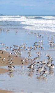 Preview wallpaper beach, sea, seagulls, birds, waves