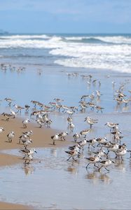 Preview wallpaper beach, sea, seagulls, birds, waves