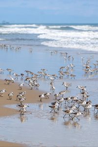 Preview wallpaper beach, sea, seagulls, birds, waves