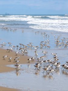 Preview wallpaper beach, sea, seagulls, birds, waves