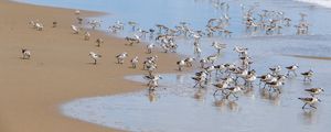 Preview wallpaper beach, sea, seagulls, birds, waves