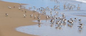 Preview wallpaper beach, sea, seagulls, birds, waves