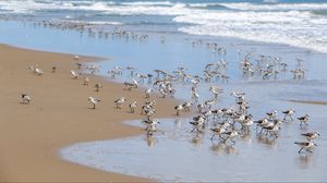 Preview wallpaper beach, sea, seagulls, birds, waves