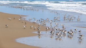 Preview wallpaper beach, sea, seagulls, birds, waves