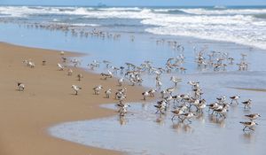 Preview wallpaper beach, sea, seagulls, birds, waves