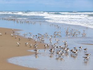 Preview wallpaper beach, sea, seagulls, birds, waves