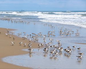 Preview wallpaper beach, sea, seagulls, birds, waves