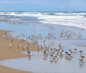 Preview wallpaper beach, sea, seagulls, birds, waves