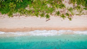 Preview wallpaper beach, top view, shore, palm trees, sand