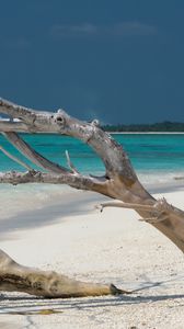 Preview wallpaper beach, tree, island, ocean, tropics