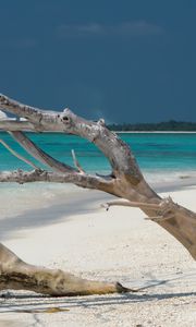 Preview wallpaper beach, tree, island, ocean, tropics