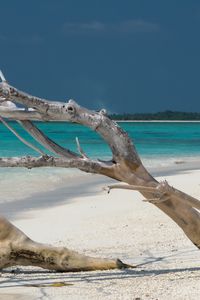 Preview wallpaper beach, tree, island, ocean, tropics