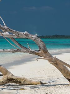 Preview wallpaper beach, tree, island, ocean, tropics