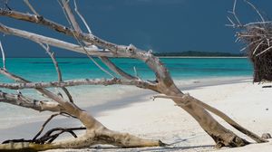 Preview wallpaper beach, tree, island, ocean, tropics