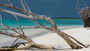 Preview wallpaper beach, tree, island, ocean, tropics