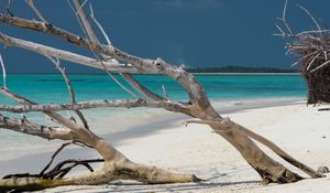 Preview wallpaper beach, tree, island, ocean, tropics