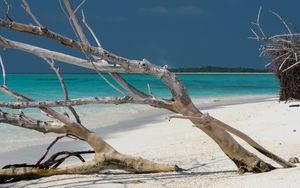 Preview wallpaper beach, tree, island, ocean, tropics