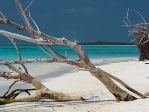 Preview wallpaper beach, tree, island, ocean, tropics