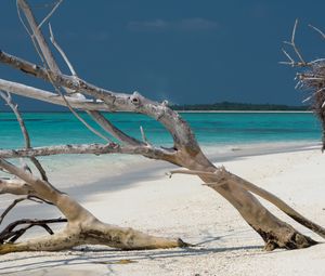 Preview wallpaper beach, tree, island, ocean, tropics