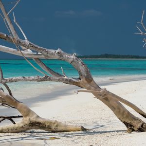 Preview wallpaper beach, tree, island, ocean, tropics