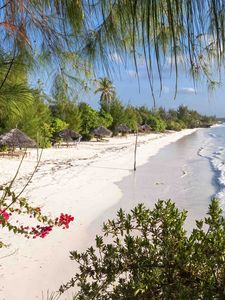 Preview wallpaper beach, trees, sea, summer, tropics