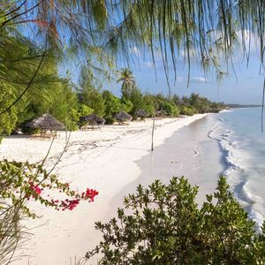 Preview wallpaper beach, trees, sea, summer, tropics