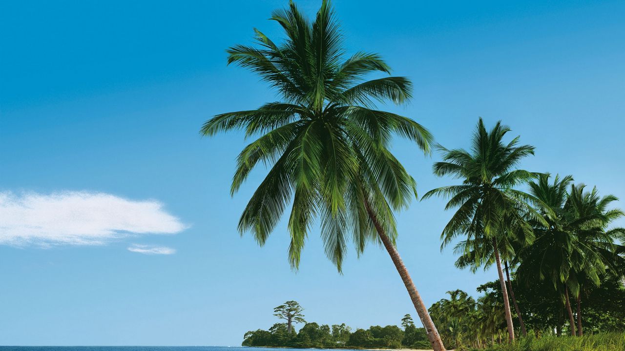 Wallpaper beach, tropics, sea, sand, palm trees, summer