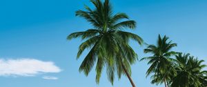 Preview wallpaper beach, tropics, sea, sand, palm trees, summer