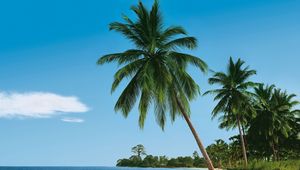 Preview wallpaper beach, tropics, sea, sand, palm trees, summer