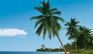 Preview wallpaper beach, tropics, sea, sand, palm trees, summer