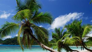 Preview wallpaper beach, tropics, sea, sand, palm trees, sandy