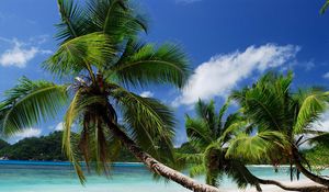 Preview wallpaper beach, tropics, sea, sand, palm trees, sandy