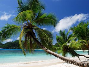 Preview wallpaper beach, tropics, sea, sand, palm trees, sandy