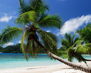 Preview wallpaper beach, tropics, sea, sand, palm trees, sandy