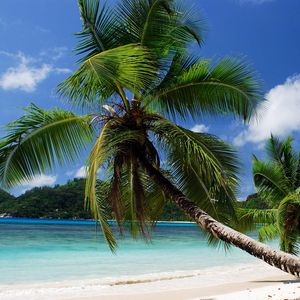 Preview wallpaper beach, tropics, sea, sand, palm trees, sandy