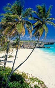 Preview wallpaper beach, tropics, sea, sand, palm trees, beautiful