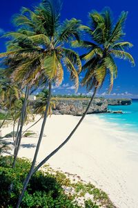 Preview wallpaper beach, tropics, sea, sand, palm trees, beautiful