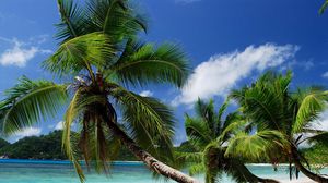 Preview wallpaper beach, tropics, sea, sand, palm trees, sandy