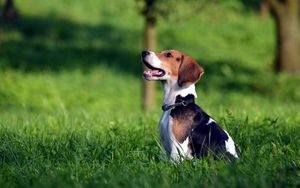 Preview wallpaper beagle, brindle, grass, playful, puppy
