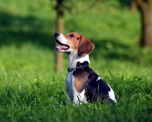 Preview wallpaper beagle, brindle, grass, playful, puppy