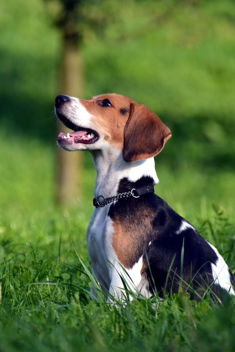 Cute Beagle At Park Stock Photo  Download Image Now  Beagle Dog Sitting   iStock