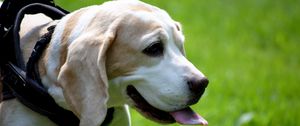 Preview wallpaper beagle, dog, face, tongue, walk