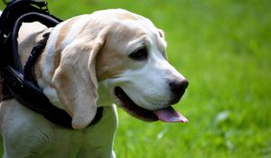 Preview wallpaper beagle, dog, face, tongue, walk