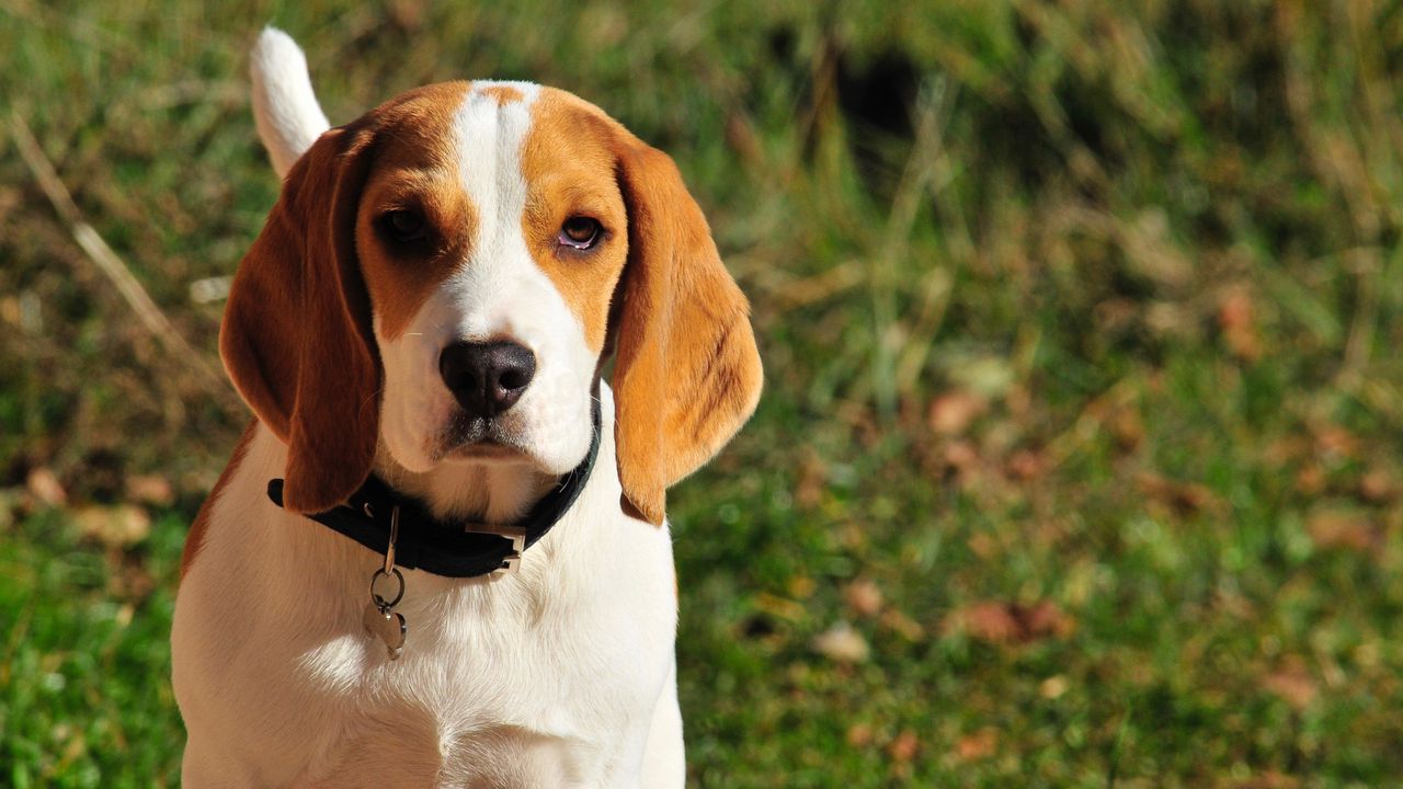 Wallpaper beagle, dog, muzzle, collar